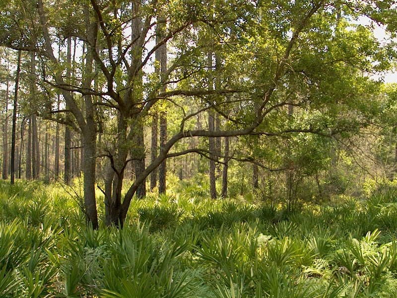 Okefenokee Swamp — Trembling Earth